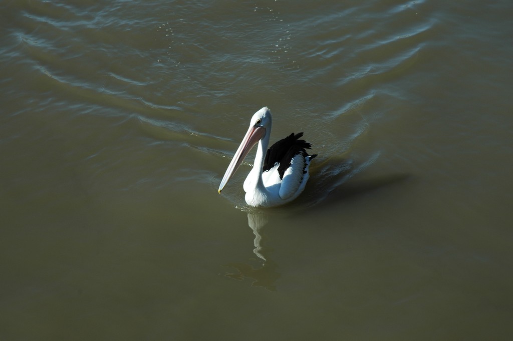 Pelican